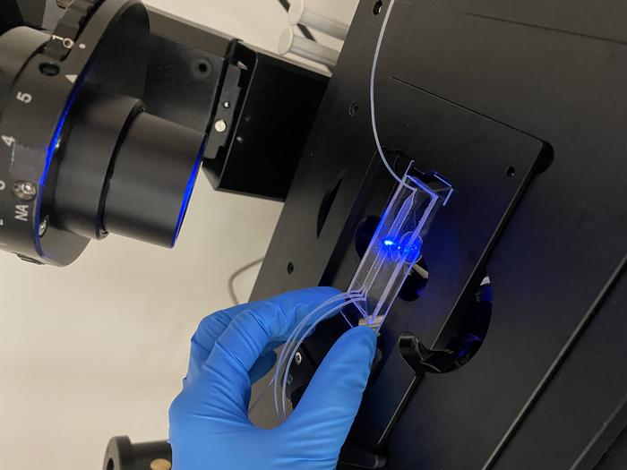 Experimental setup for analysing sperm flagellar dynamics at the single-cell level