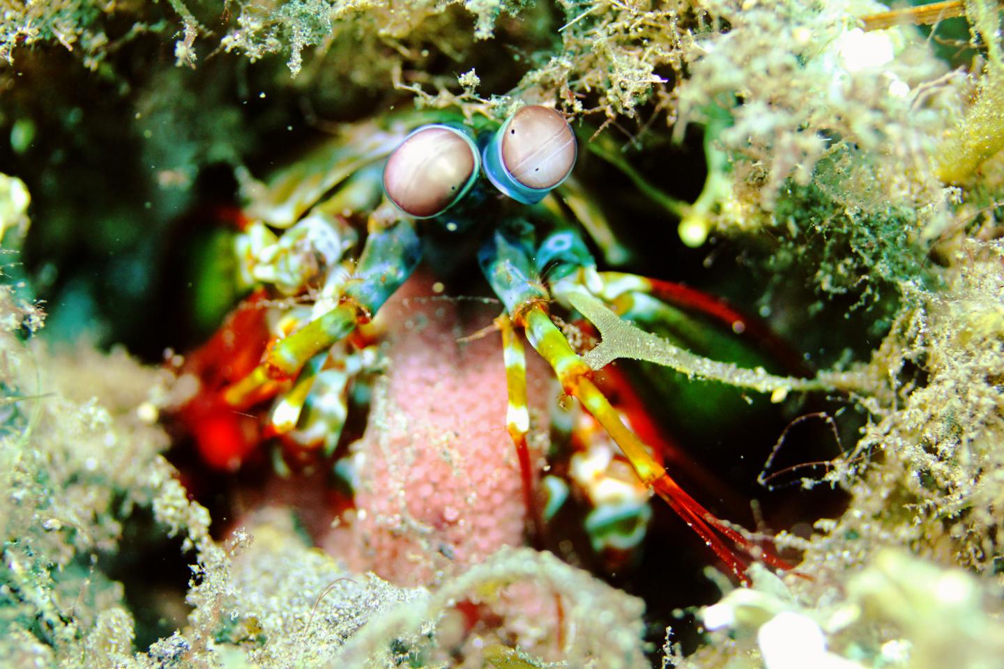 Peacock Mantis Shrimp