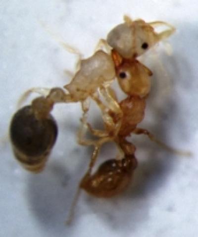 Older <i>C. obscurior</i> Fights Younger Ant