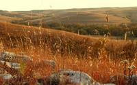 Brown Prairie Grass