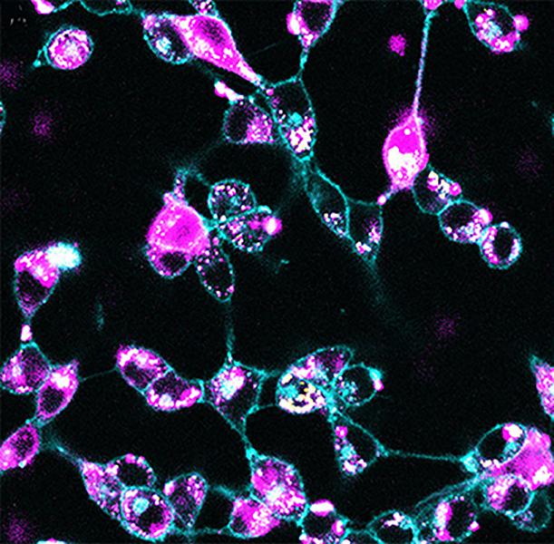 Fluorescent-Tagged Nanoparticles