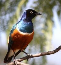 African Starlings: Dashing Darlings of the Bird World in More Ways Than 1 (2 of 2)