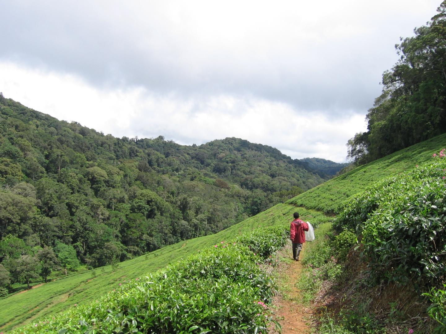 Montagnes de l'arc oriental de la Tanzanie. 