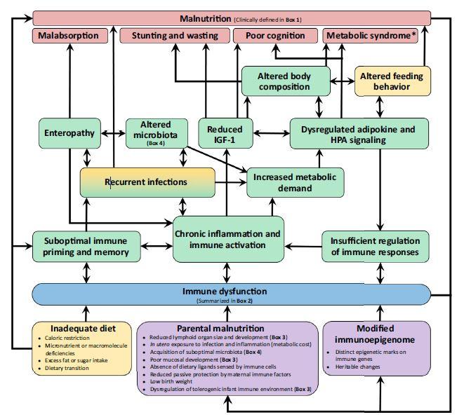 Framework for Immune Dysfunction and Malnutrition