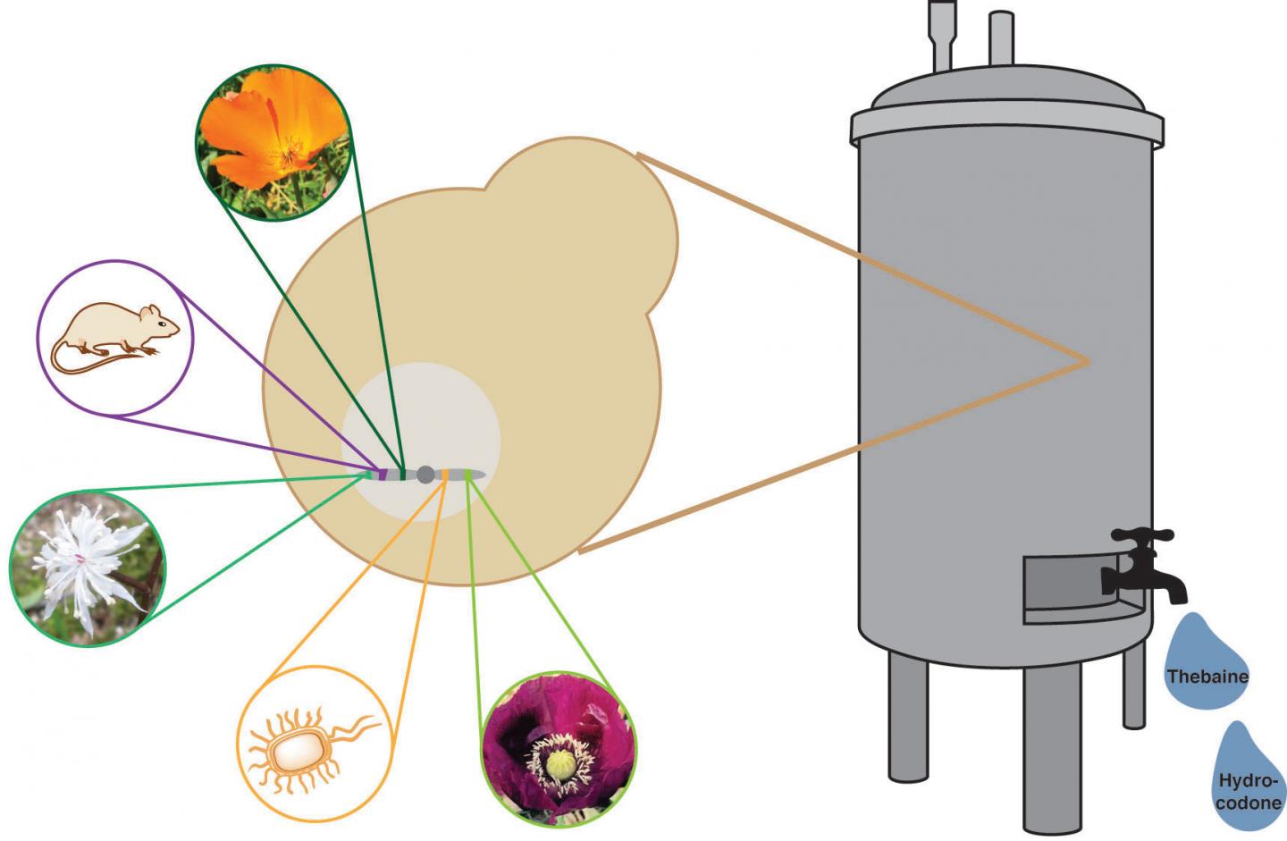 California Poppy, Rat, Goldthread, Bacteria, and Opium Poppy