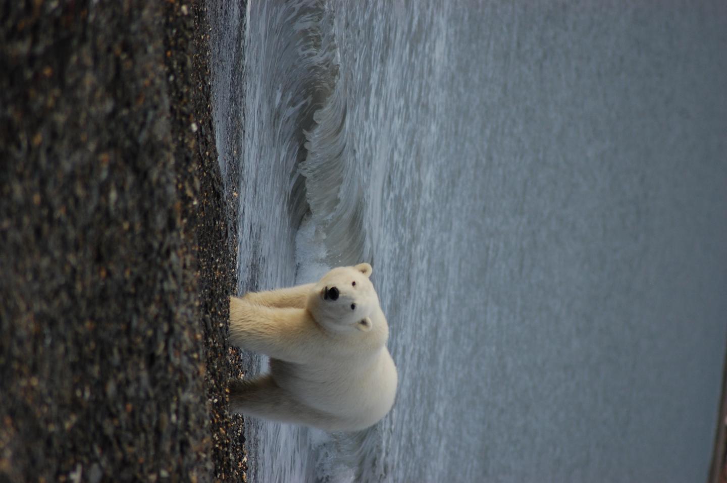 Polar Bear on Wrangel Island