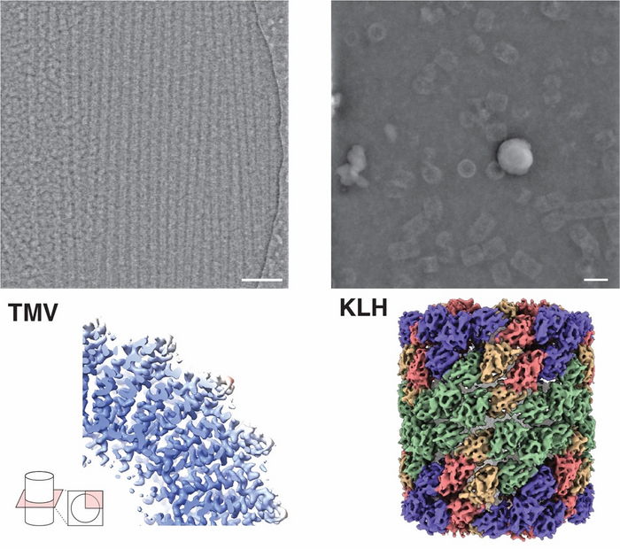 Microscopic images and protein structures