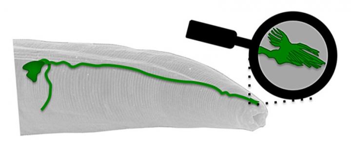 Magnetic Field Sensor in the Worm <i>C. elegans</i>