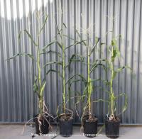 Transgenic and Non-Transgenic Corn Plants