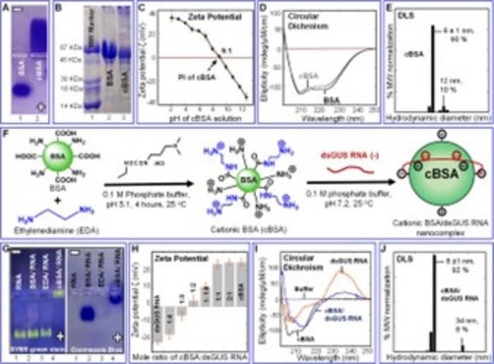 Synthesis and characterization of cBSA and cBSA/dsGUS RNA nanocomplexes.