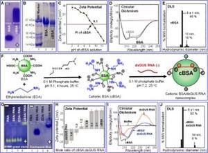 Synthesis and characterization of cBSA and cBSA/dsGUS RNA nanocomplexes.