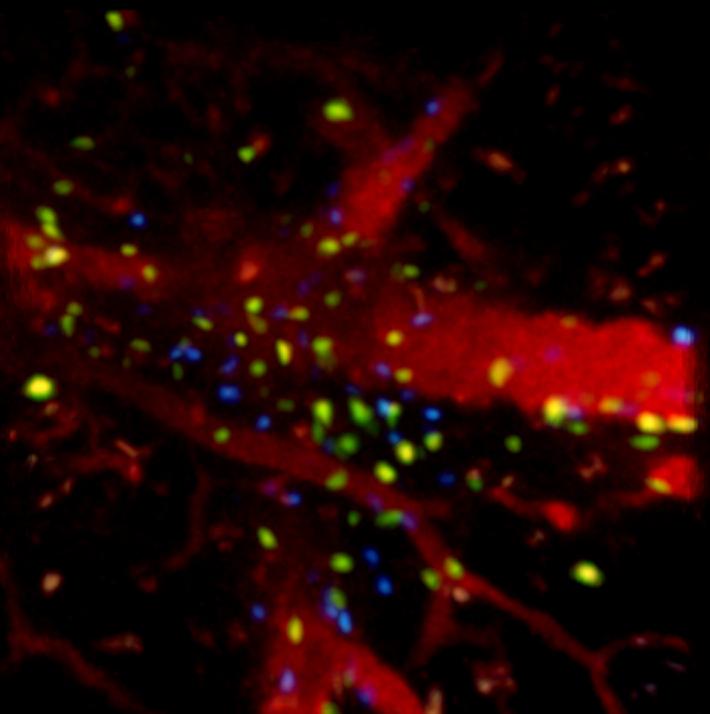 Inflamed Lymph Node via Intravital 2-Photon Microscopy with Blood Vessels