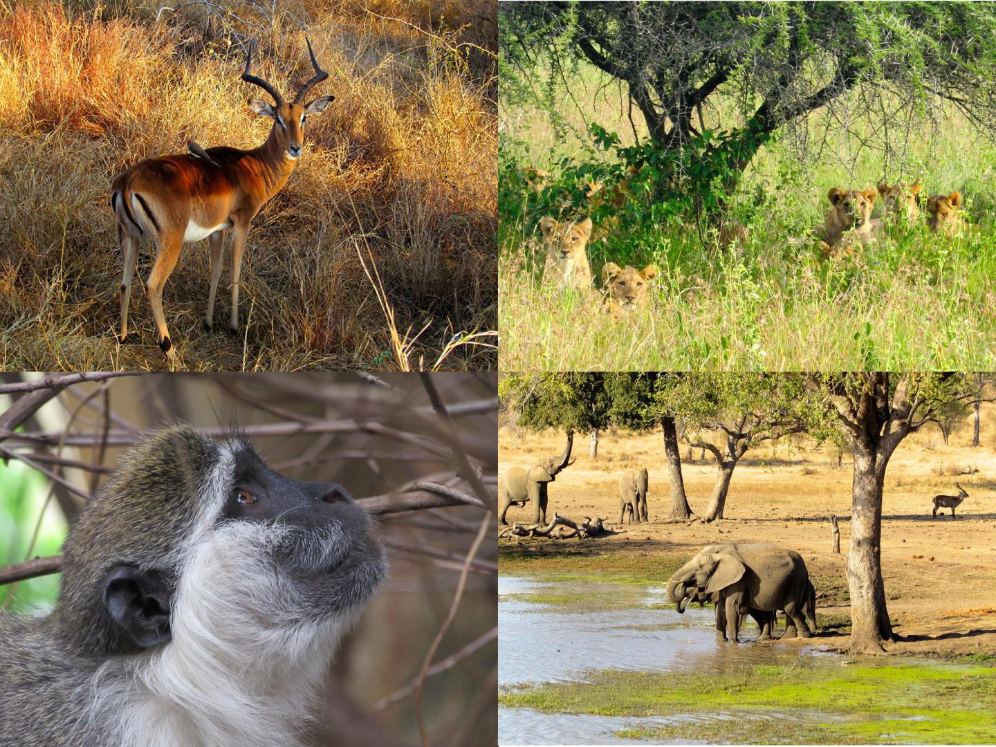 Mammal groups