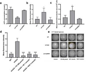 The Cek MAPK pathway and Rim101 pathway might be involved in the hyphal formation defects of the mir1Δ/Δ mutant.