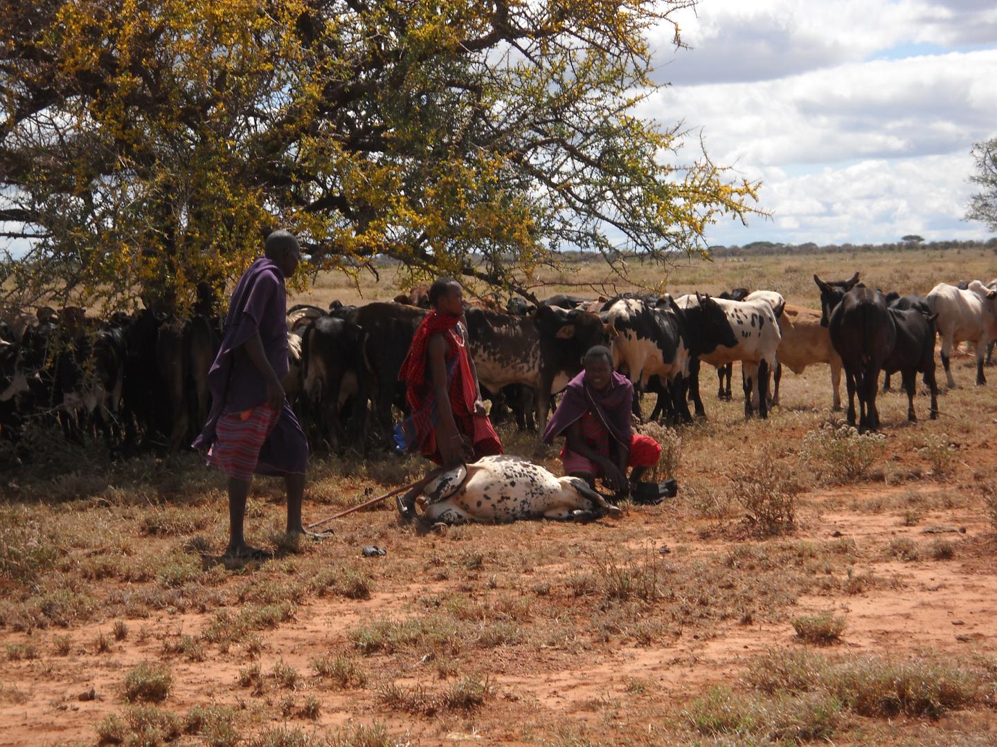 African Farmers Use Extra Income from Vaccinating Cattle for their Daughters' Education (3 of 3)