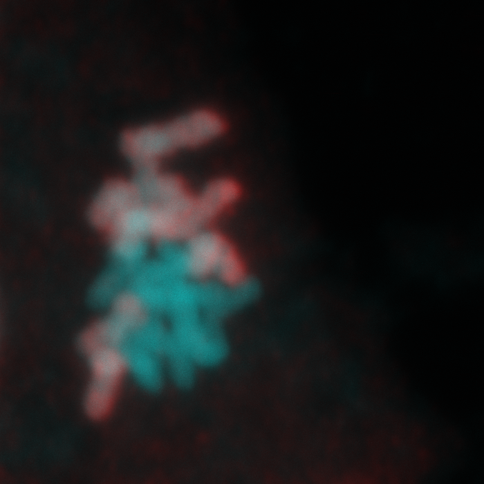 Chromosomes of a Marchantia embryo in the metaphase plate during cell division.