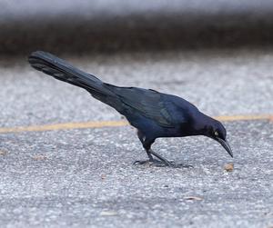Male great-tailed grackle