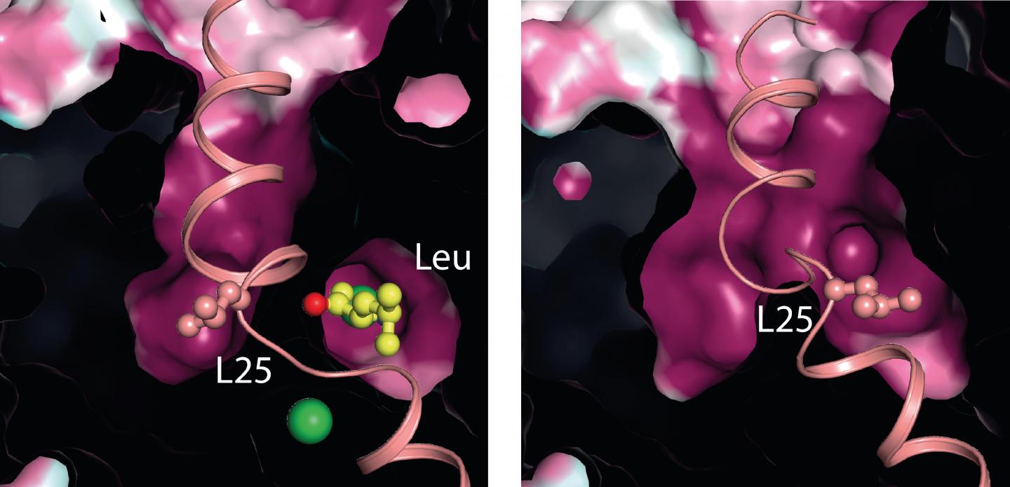 Bacterial Transporter