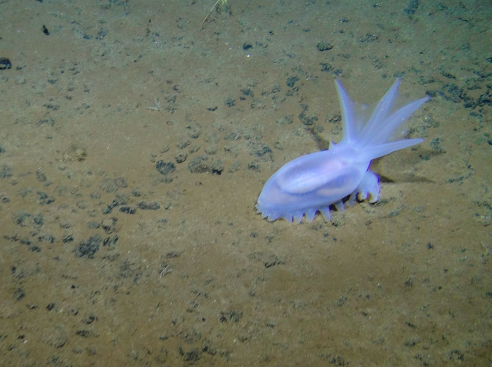 New Research Finds Deep-Sea Mining Noise Pollution Will Stretch Hundreds of Miles