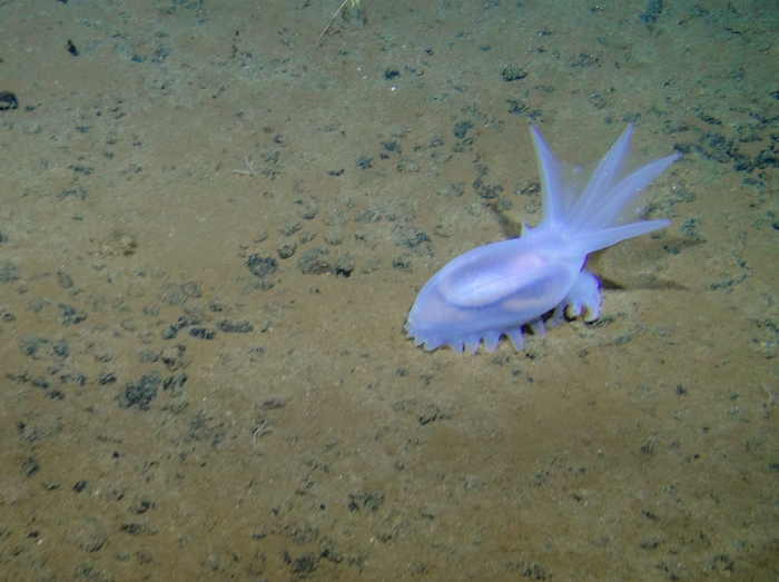 Sea Cucumber