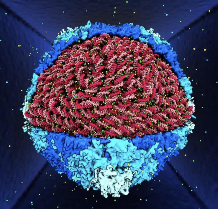 Atomic model of DNA packed in viral capsid