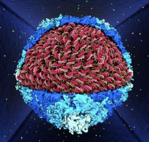 Atomic model of DNA packed in viral capsid