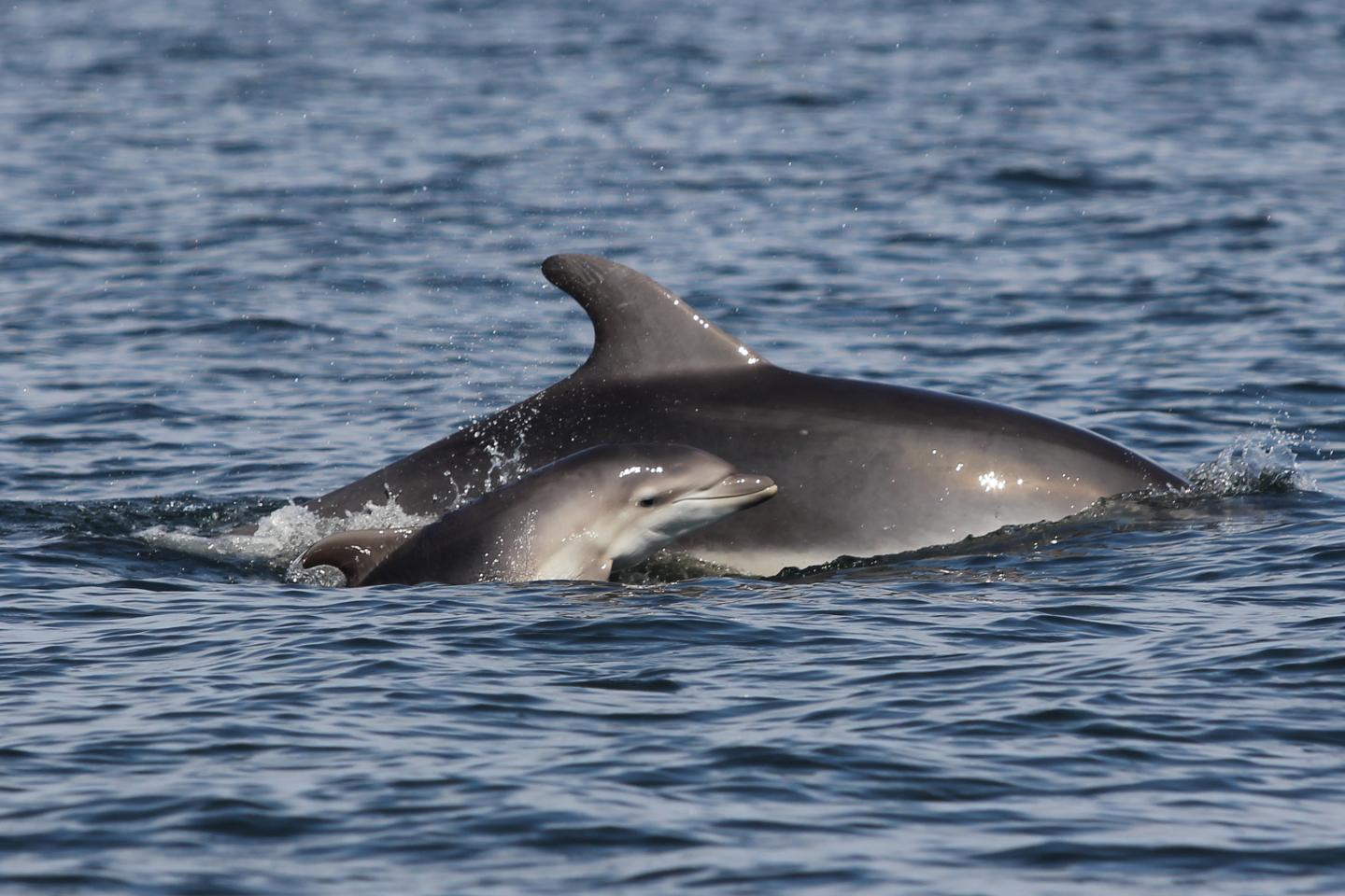 Tourism Poses a Threat to Dolphins in the Balearic Islands