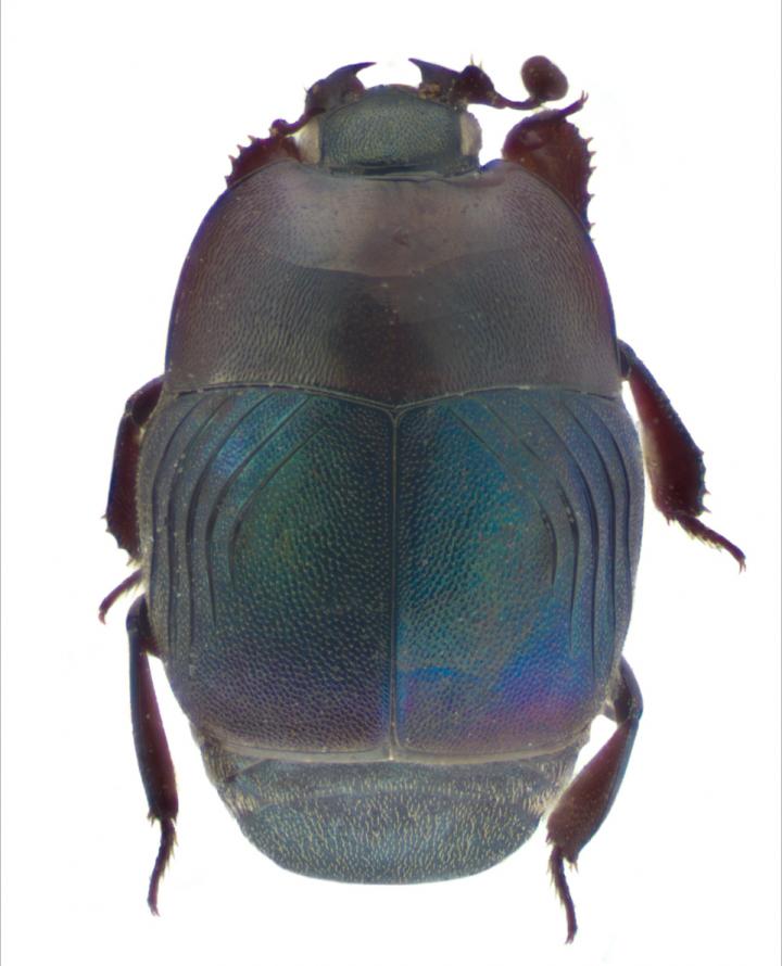 The New Species and Genus <i>Iridoprinus myrmecophilus</i>