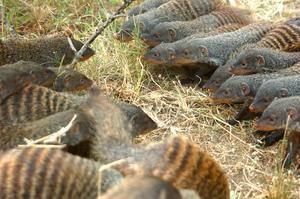 Mongoose warfare