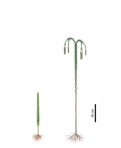 Reconstructions of Lycopsid Trees