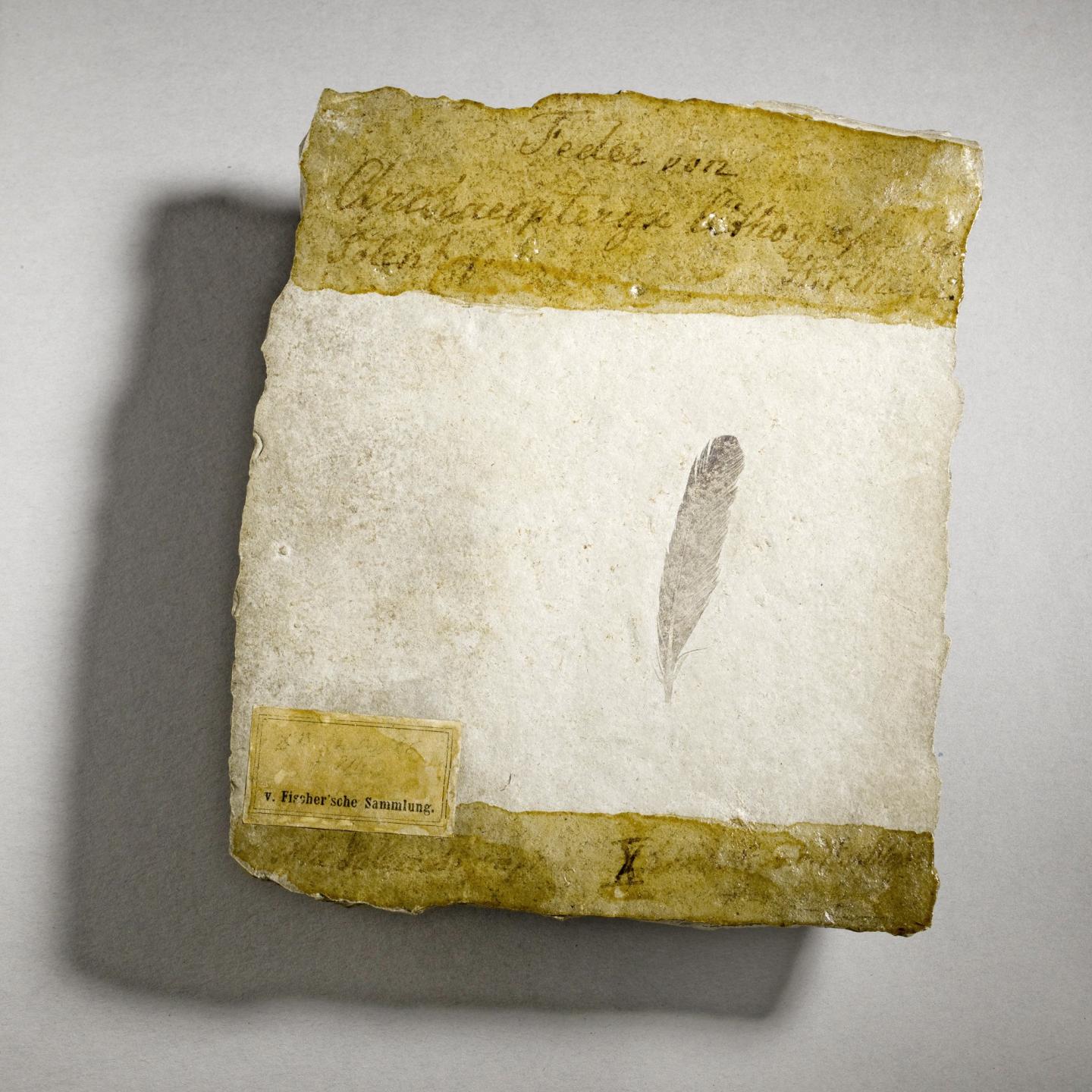 Feather Fossil