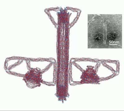 An "Airplane" Made of DNA