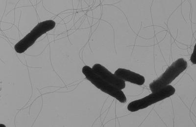 <I>Salmonella</I> EM Image