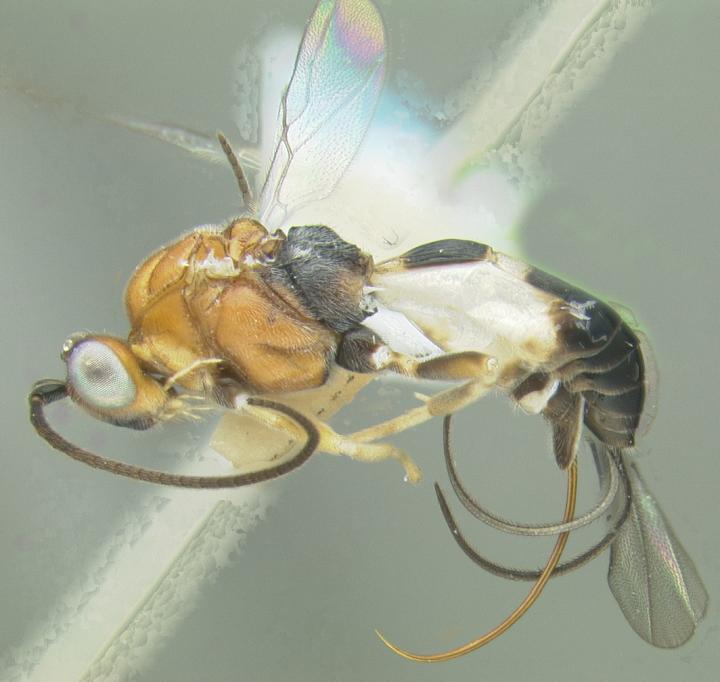 The New Species <i>Scabagathis emilynadeauae</i> Named after Entomology Student Emily Nadeau