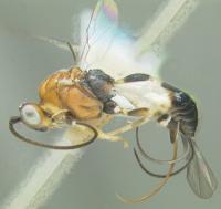 The New Species <i>Scabagathis emilynadeauae</i> Named after Entomology Student Emily Nadeau