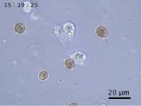 Coral cells engulf dinoflagellates