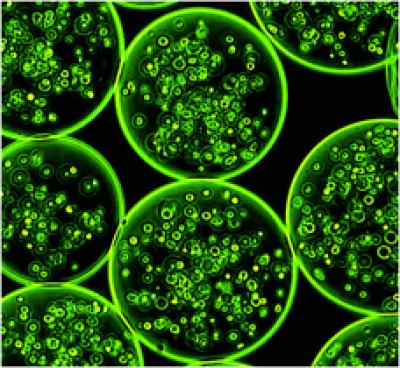 SpherIngenics Microbeads Stem Cells