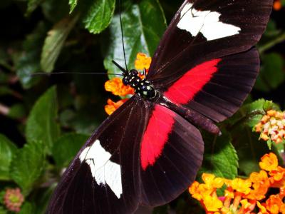 Single Gene Tied to Butterfly Mimicry (5 of 6)