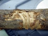 Damage from Asian Longhorned Beetle