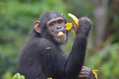 Chimpanzee in Koulamoutou, Ogooué-Lolo Province, Gabon