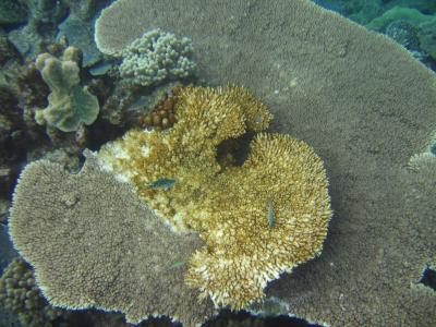 A Coral Colony with White Syndrome