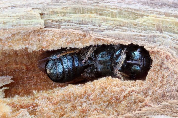Female carpenter bee in nest