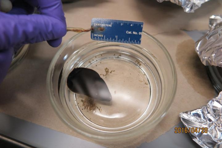 Do Mussels Reveal the Fate of the Oceans?