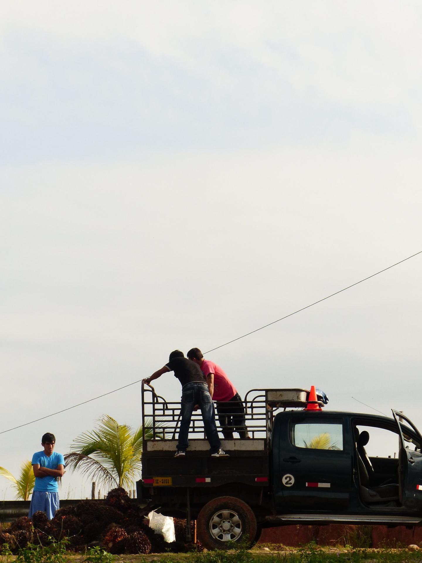 Oil palm being harvested in Peru