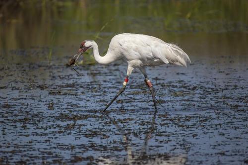 Whooping Crane with Freshwater Mussel