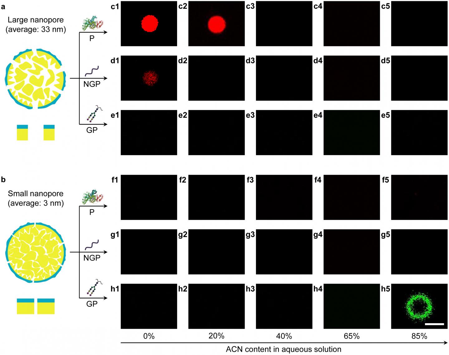 Solvent-Switched Biomolecule Adsorption