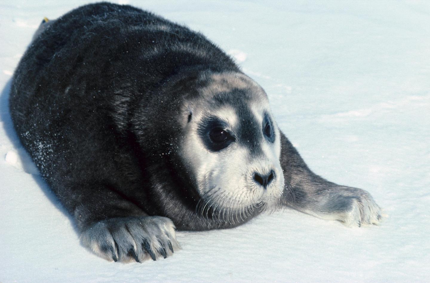 Bearded Seal