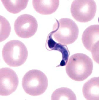 Parasite (<i>Trypanosoma Cruzi</i>) Responsable de la Maladie de Chagas 