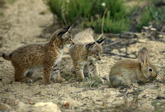 The First Iberian Lynx Infected by the Pseudorabies Virus