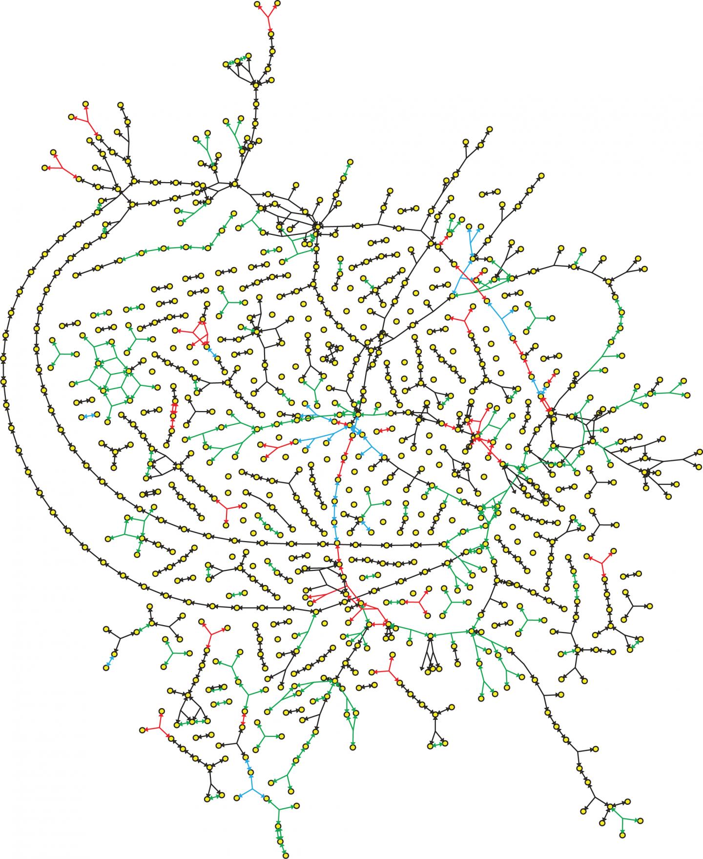 Genome-Scale Metabolic Network